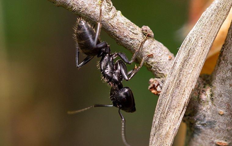 safe ant termination